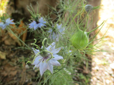 Nigella damascena