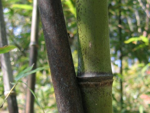 Phyllostachys nigra