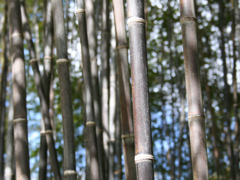 Phyllostachys nigra