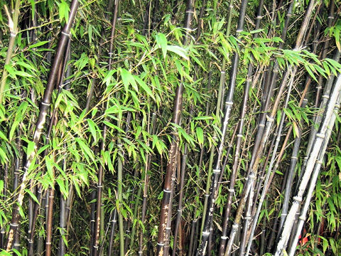 Phyllostachys nigra