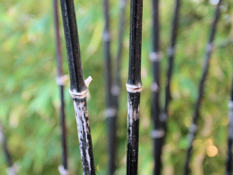 Phyllostachys nigra