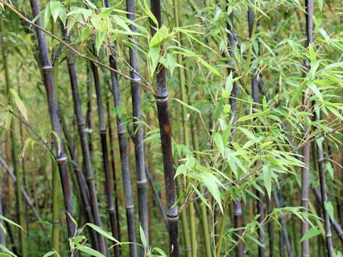 Phyllostachys nigra