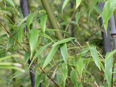 Phyllostachys nigra