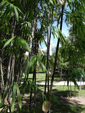 Phyllostachys nigra