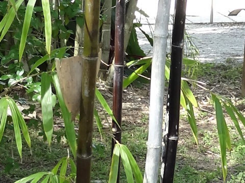 Phyllostachys nigra