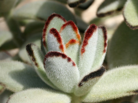 Kalanchoe tomentosa f. nigromarginatas