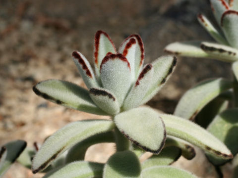 Kalanchoe tomentosa f. nigromarginatas