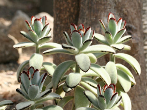 Kalanchoe tomentosa f. nigromarginatas