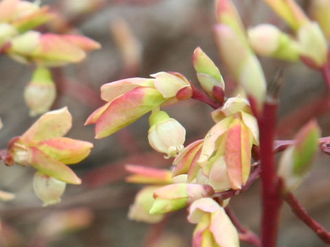 Vaccinium ovalifolium