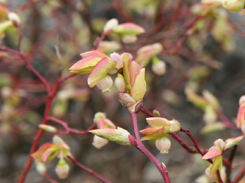 Vaccinium ovalifolium