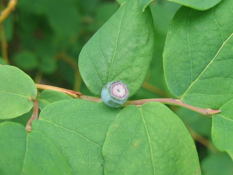 Vaccinium ovalifolium