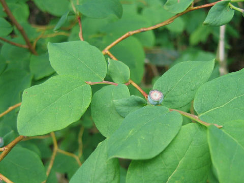 Vaccinium ovalifolium