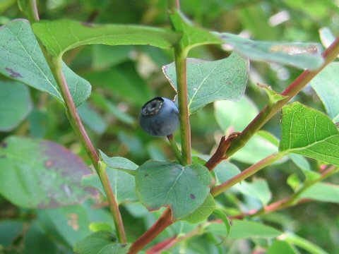 Vaccinium ovalifolium