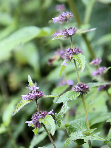 Clinopodium chinense var. parviflorum