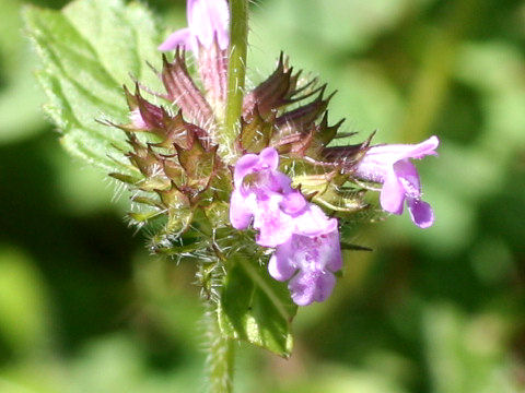 Clinopodium chinense var. parviflorum