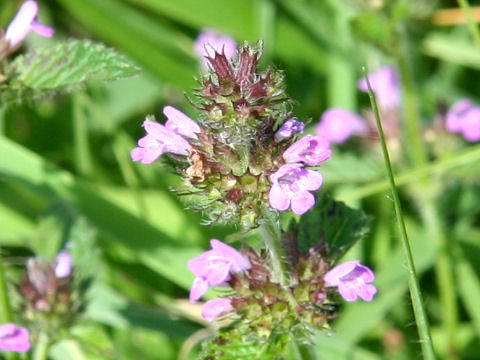 Clinopodium chinense var. parviflorum