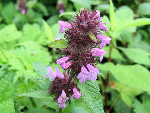 Clinopodium chinense var. parviflorum