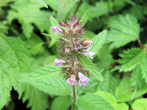 Clinopodium chinense var. parviflorum