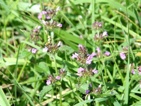 Clinopodium chinense var. parviflorum