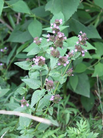 Clinopodium chinense var. parviflorum