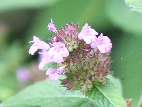 Clinopodium chinense var. parviflorum