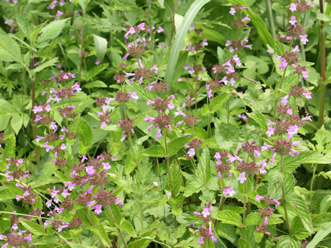 Clinopodium chinense var. parviflorum