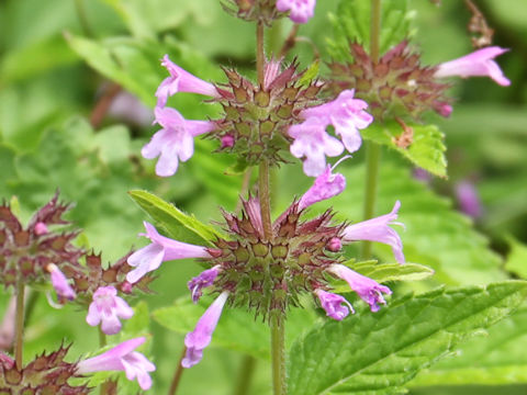 Clinopodium chinense var. parviflorum