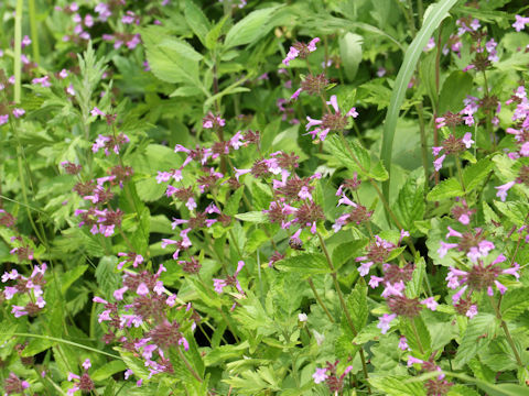 Clinopodium chinense var. parviflorum