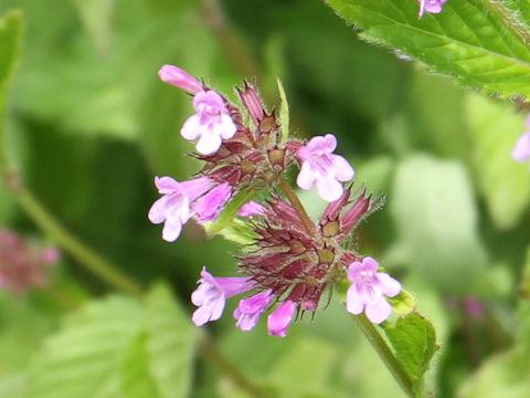 Clinopodium chinense var. parviflorum