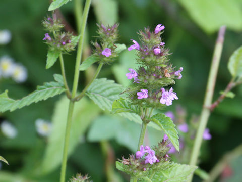 Clinopodium chinense var. parviflorum