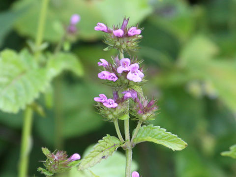 Clinopodium chinense var. parviflorum