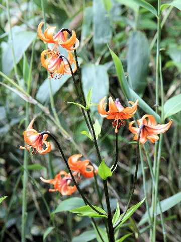 Lilium medeoloides