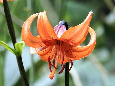 Lilium medeoloides