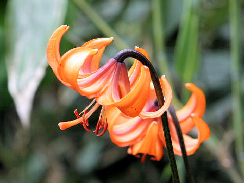 Lilium medeoloides