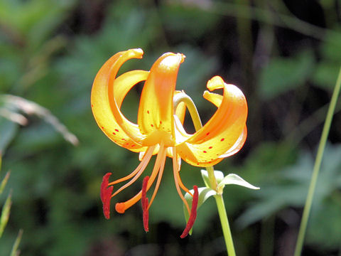 Lilium medeoloides