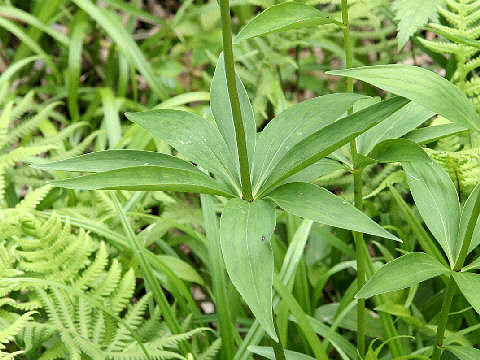 Lilium medeoloides