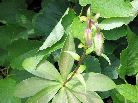 Lilium medeoloides