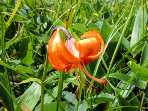 Lilium medeoloides