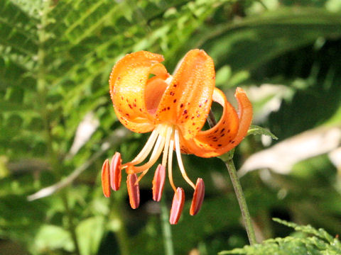 Lilium medeoloides