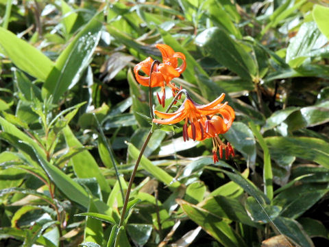 Lilium medeoloides