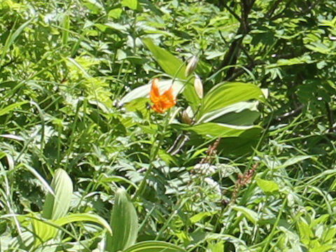 Lilium medeoloides