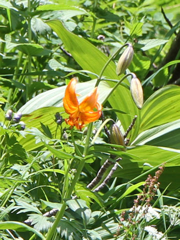 Lilium medeoloides