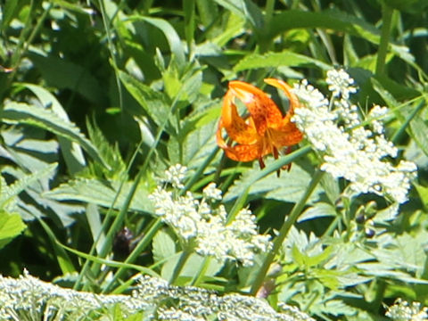 Lilium medeoloides