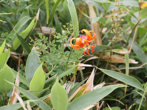 Lilium medeoloides