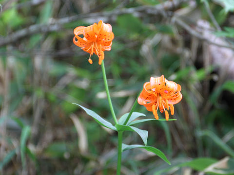 Lilium medeoloides