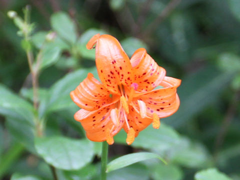 Lilium medeoloides