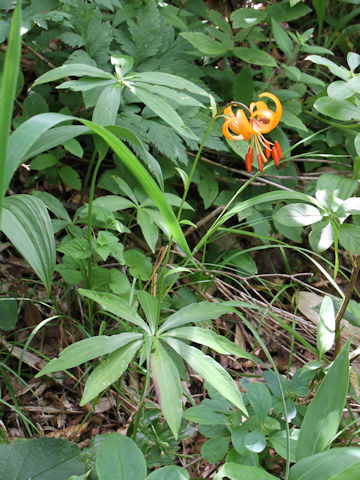 Lilium medeoloides