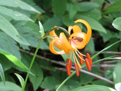 Lilium medeoloides