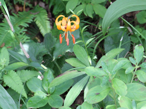 Lilium medeoloides