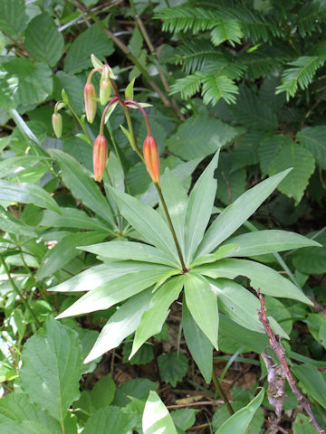 Lilium medeoloides